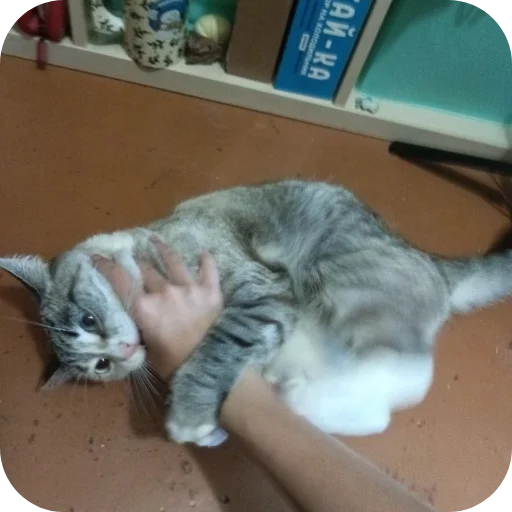 🐱 Стикер «#котеке» для Telegram