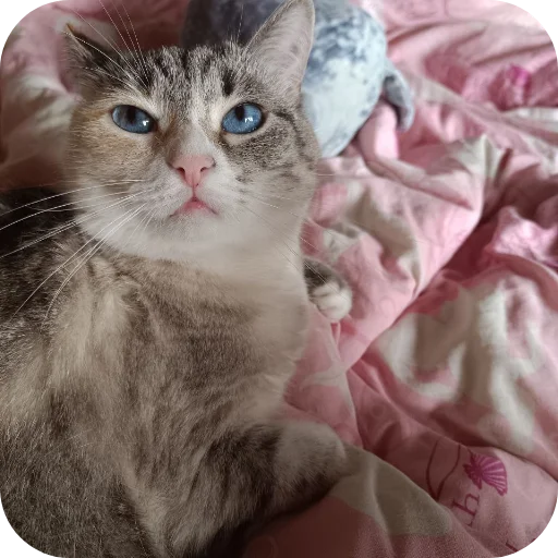 🐱 Стикер «#котеке» для Telegram