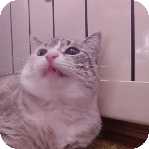 🐱 Стикер «#котеке» для Telegram