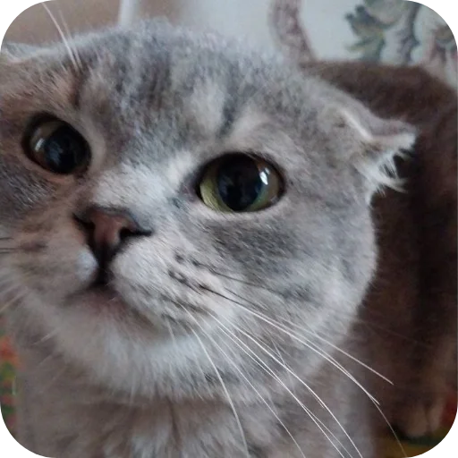 🐱 Стикер «#котеке» для Telegram