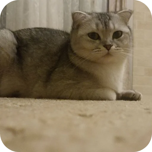 🐱 Стикер «#котеке» для Telegram