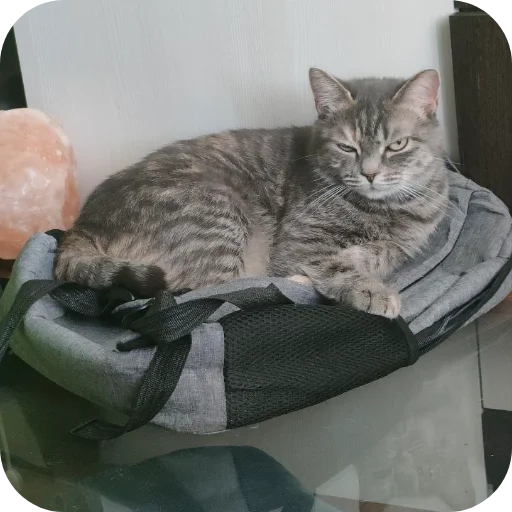 🐱 Стикер «#котеке» для Telegram