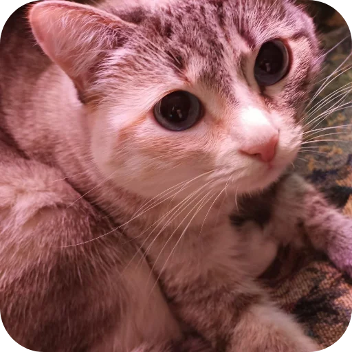 🐱 Стикер «#котеке» для Telegram