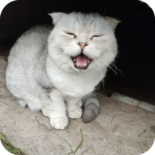 🐱 Стикер «#котеке» для Telegram