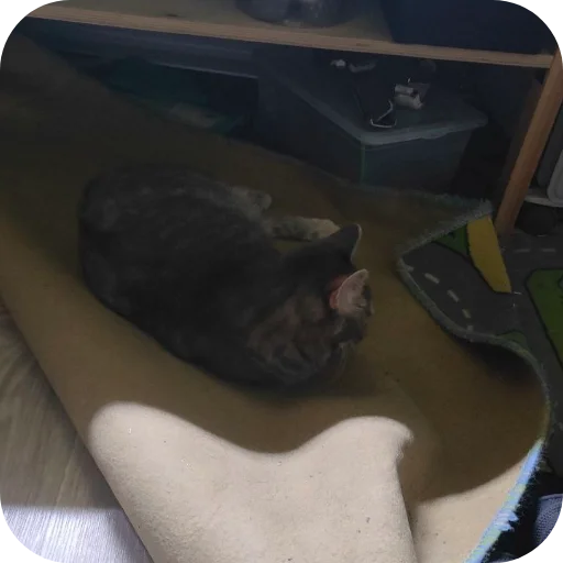 👖 Стикер «#котеке» для Telegram