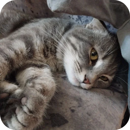 🐱 Стикер «#котеке» для Telegram