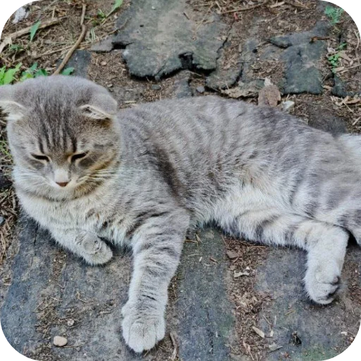 🐱 Стикер «#котеке» для Telegram