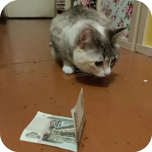 🐱 Стикер «#котеке» для Telegram
