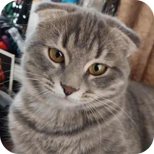 🐱 Стикер «#котеке» для Telegram
