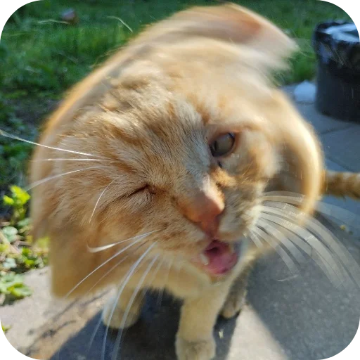 🐱 Стикер «#котеке» для Telegram