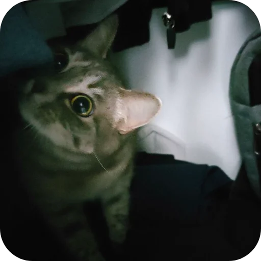 🎩 Стикер «#котеке» для Telegram