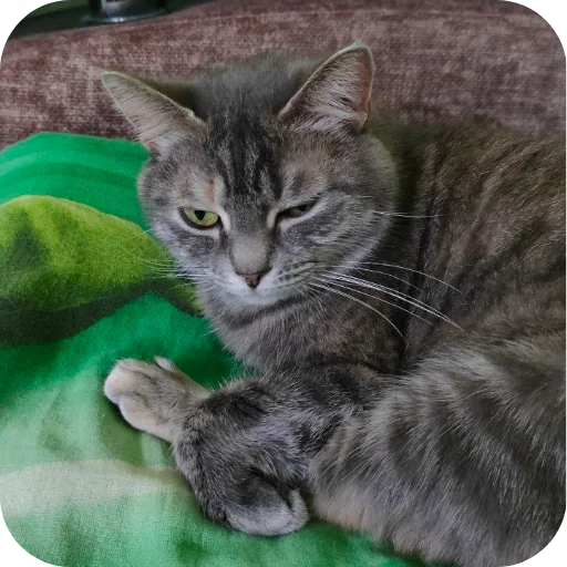 🐱 Стикер «#котеке» для Telegram