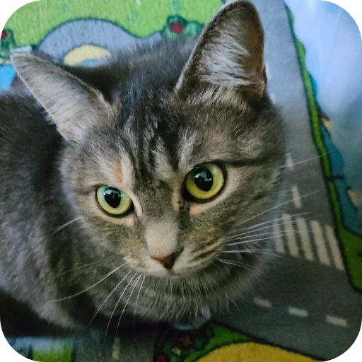 🐱 Стикер «#котеке» для Telegram