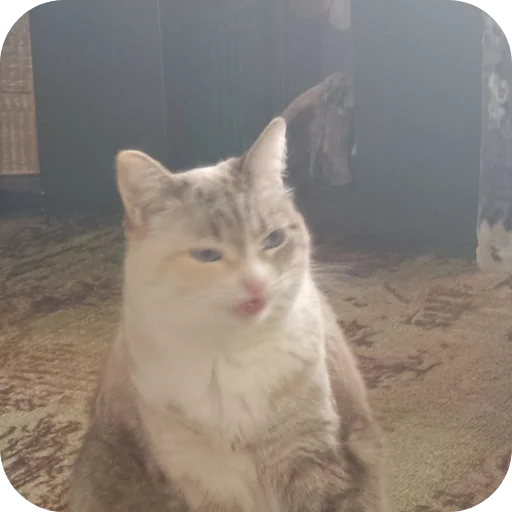 🐱 Стикер «#котеке» для Telegram