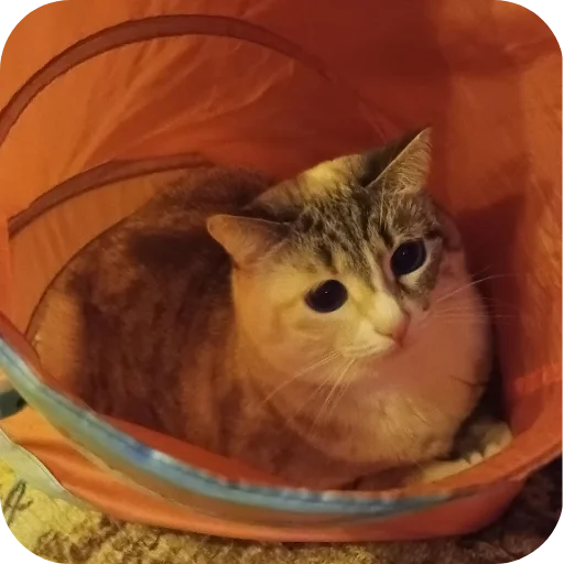 🐱 Стикер «#котеке» для Telegram