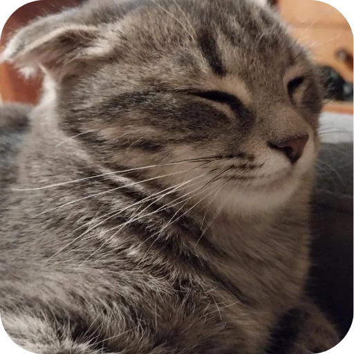 🐱 Стикер «#котеке» для Telegram