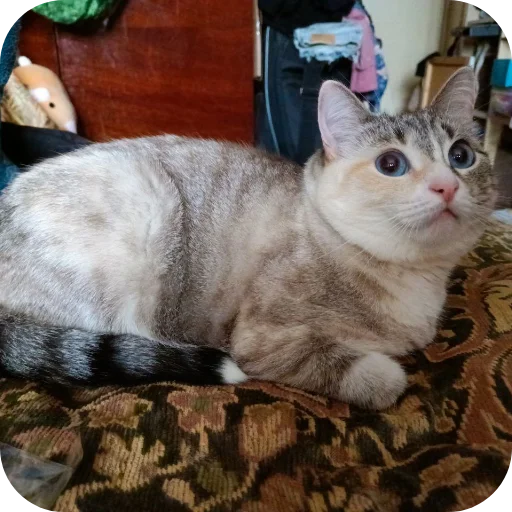 🐱 Стикер «#котеке» для Telegram