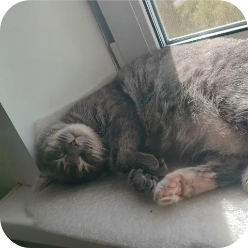 🐶 Стикер «#котеке» для Telegram