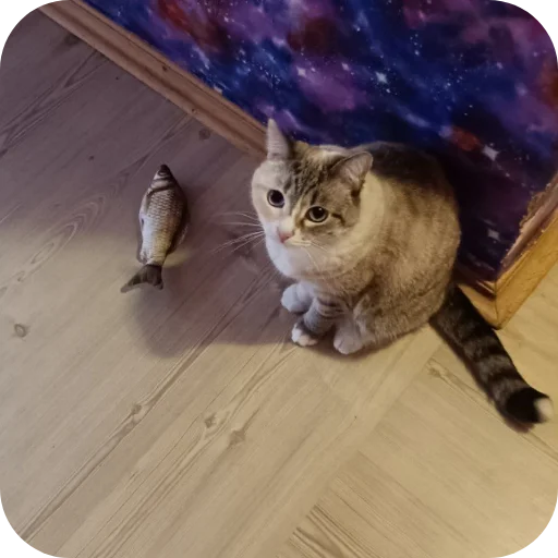 🐱 Стикер «#котеке» для Telegram