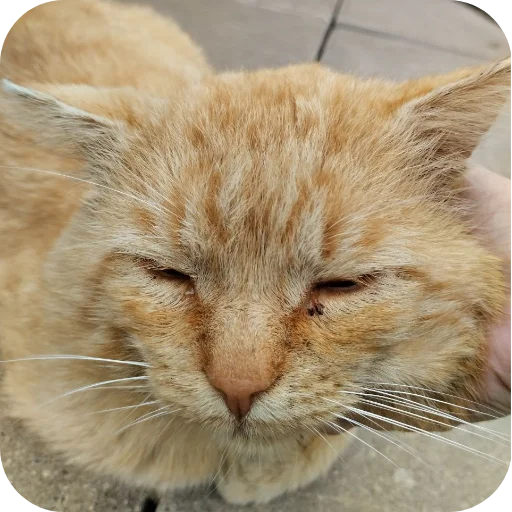 🐱 Стикер «#котеке» для Telegram