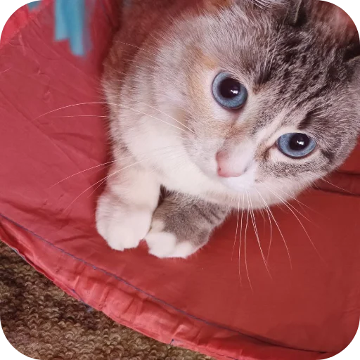 🐱 Стикер «#котеке» для Telegram