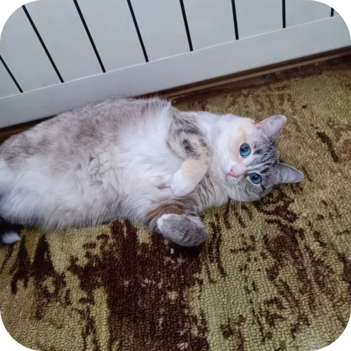 🐱 Стикер «#котеке» для Telegram
