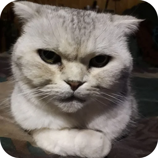 🐱 Стикер «#котеке» для Telegram