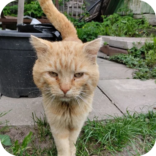 Стикерпак #котеке для Telegram