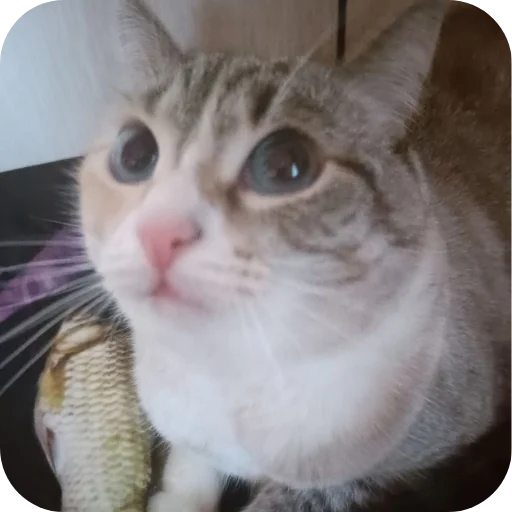 🐱 Стикер «#котеке» для Telegram