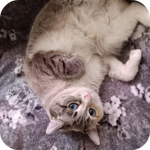 🐱 Стикер «#котеке» для Telegram