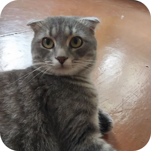🐱 Стикер «#котеке» для Telegram