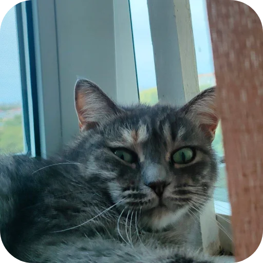 🐱 Стикер «#котеке» для Telegram