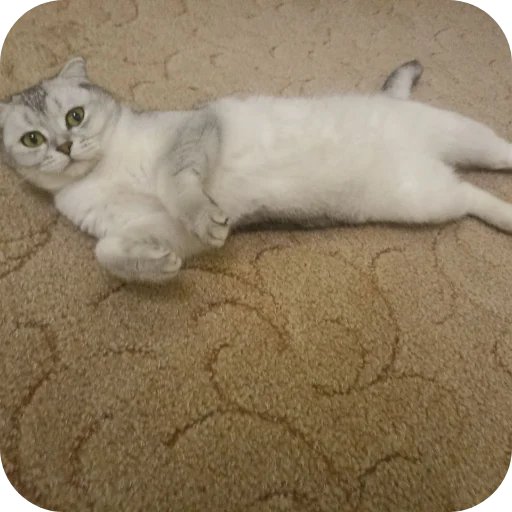 🐱 Стикер «#котеке» для Telegram
