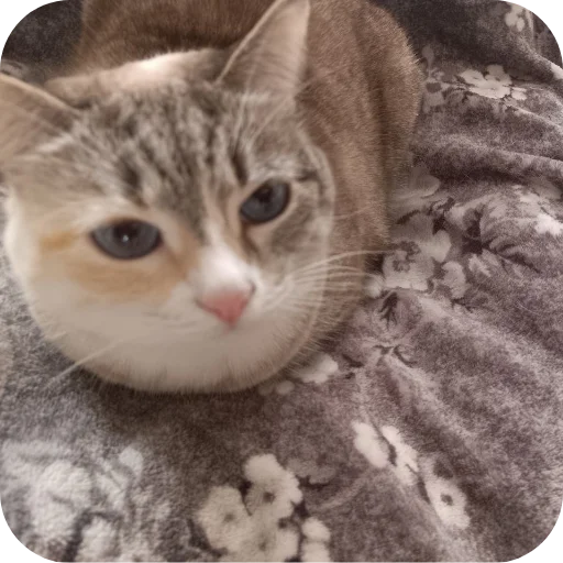🐱 Стикер «#котеке» для Telegram
