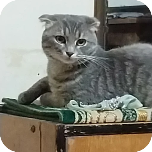 🐱 Стикер «#котеке» для Telegram