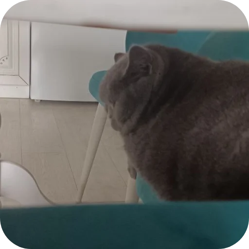 🐱 Стикер «#котеке» для Telegram