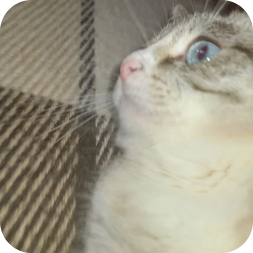 🐱 Стикер «#котеке» для Telegram