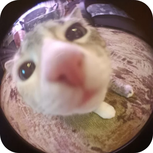 🤲 Стикер «#котеке» для Telegram