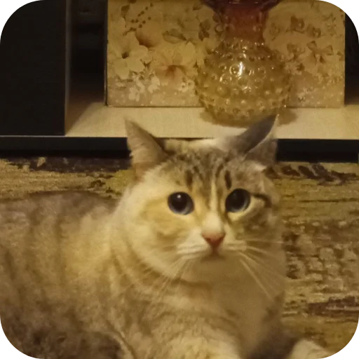 🐱 Стикер «#котеке» для Telegram
