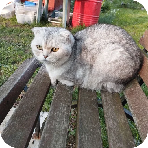 🐱 Стикер «#котеке» для Telegram