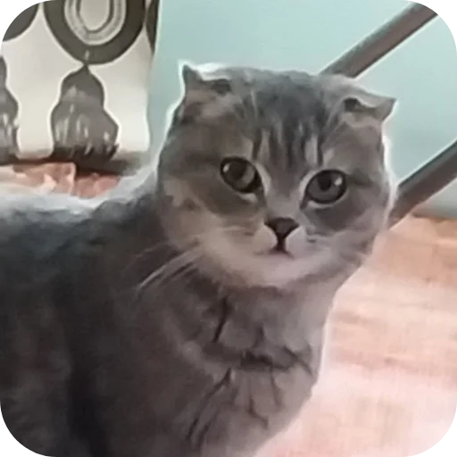 🐱 Стикер «#котеке» для Telegram