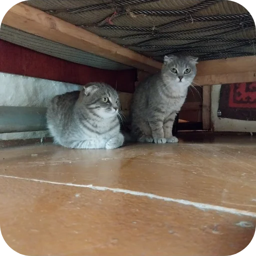🐱 Стикер «#котеке» для Telegram