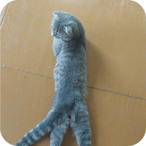 🐱 Стикер «#котеке» для Telegram