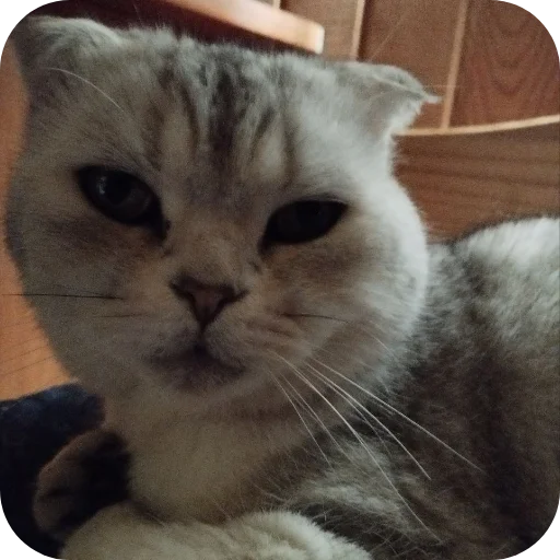 🐱 Стикер «#котеке» для Telegram