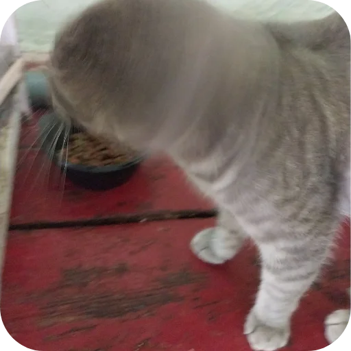🐱 Стикер «#котеке» для Telegram