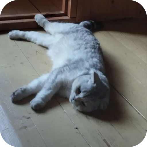 🐱 Стикер «#котеке» для Telegram