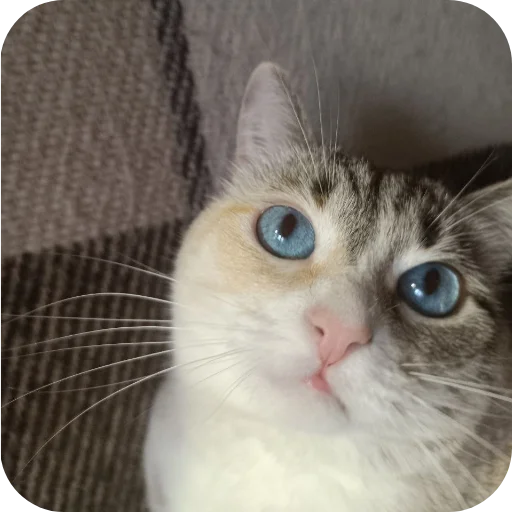 🐱 Стикер «#котеке» для Telegram
