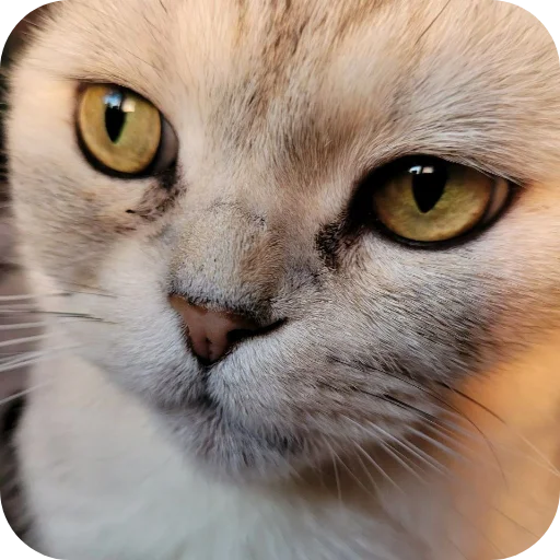🐱 Стикер «#котеке» для Telegram