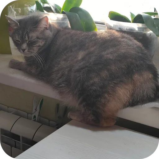 🐱 Стикер «#котеке» для Telegram
