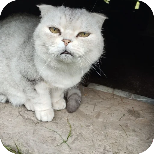 🐱 Стикер «#котеке» для Telegram